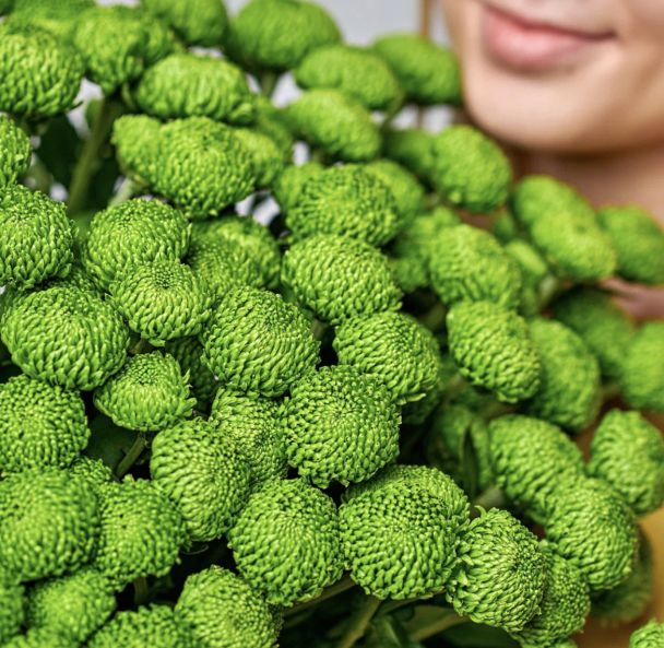 Хризантема кустовая «Филин Грин»