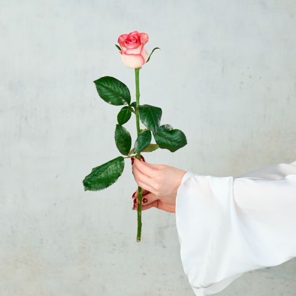 Роза "Россия"